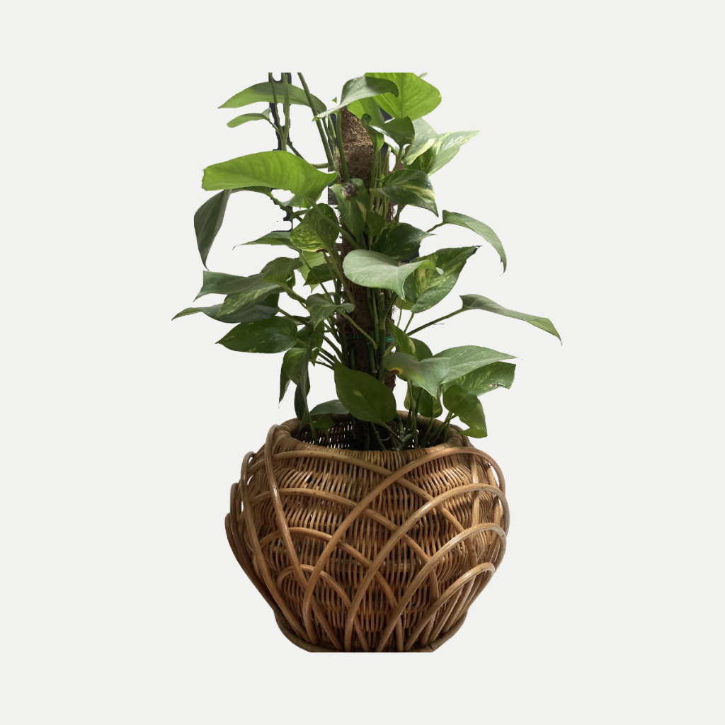 Natural rattan planter basket with hoop design holding green leafy plant